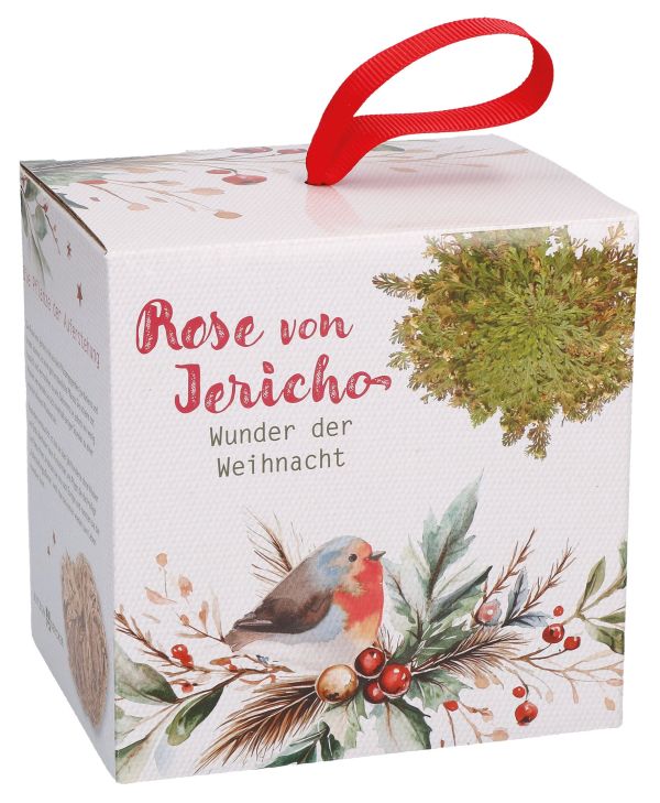 Wunder der Weihnacht - Rose von Jericho