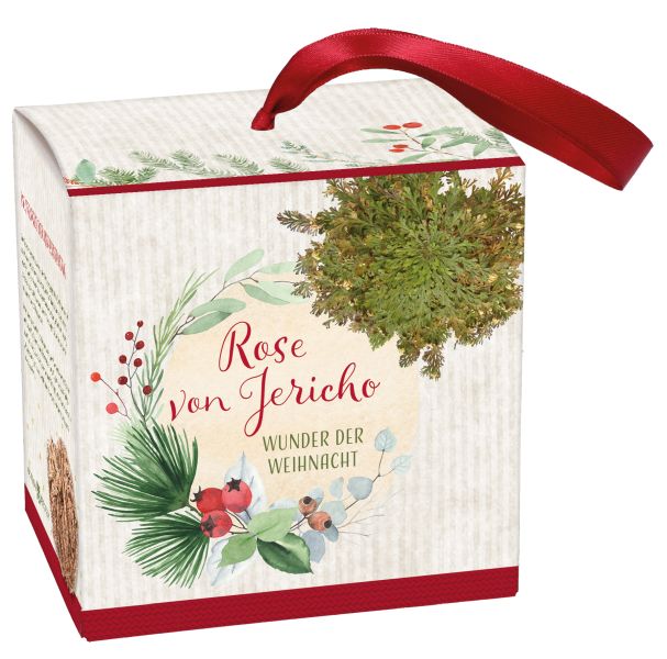 Wunder der Weihnacht - Rose von Jericho