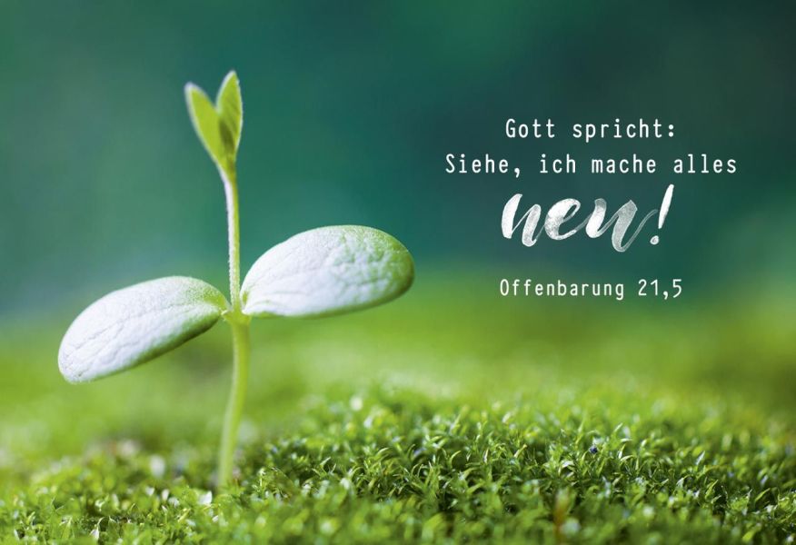 Jahreslosung 2026 - Poster A3 "Pflanze"